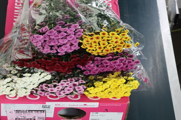 スプレー菊“カリメロ”