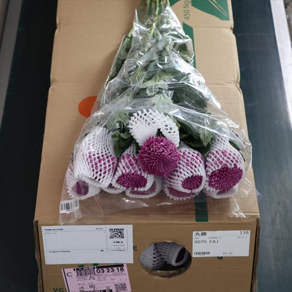 キク（ポンポン咲　ピンク）