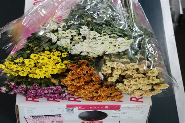 スプレー菊“ロッシ”