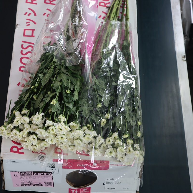 スプレー菊・白“ロッシホワイト”