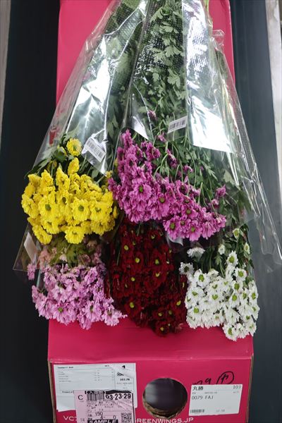 スプレー菊（サンティニ系）