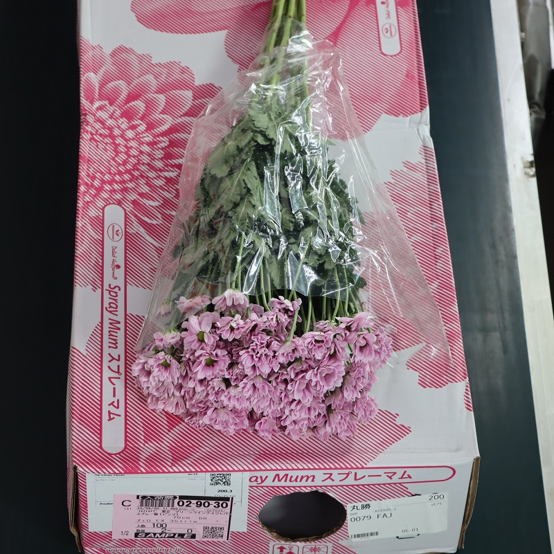 スプレー菊（ピンク）