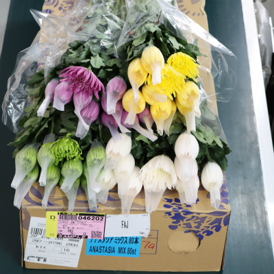 キク“アナスタシア”