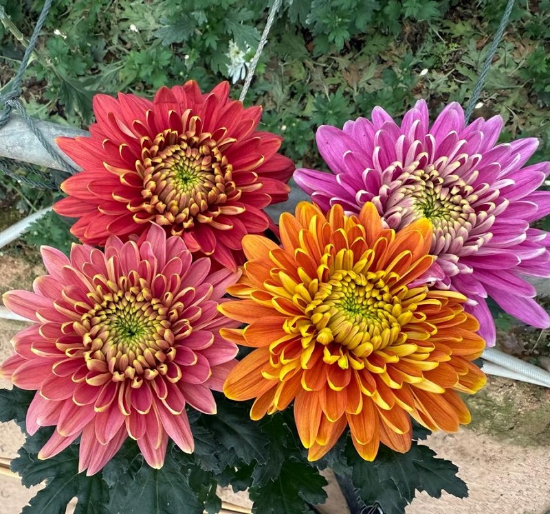 キク（デコラティブ）