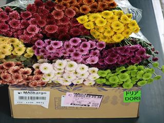 スプレー菊“ドリア”