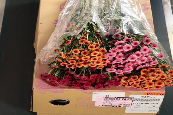 スプレー菊“バレリオ”