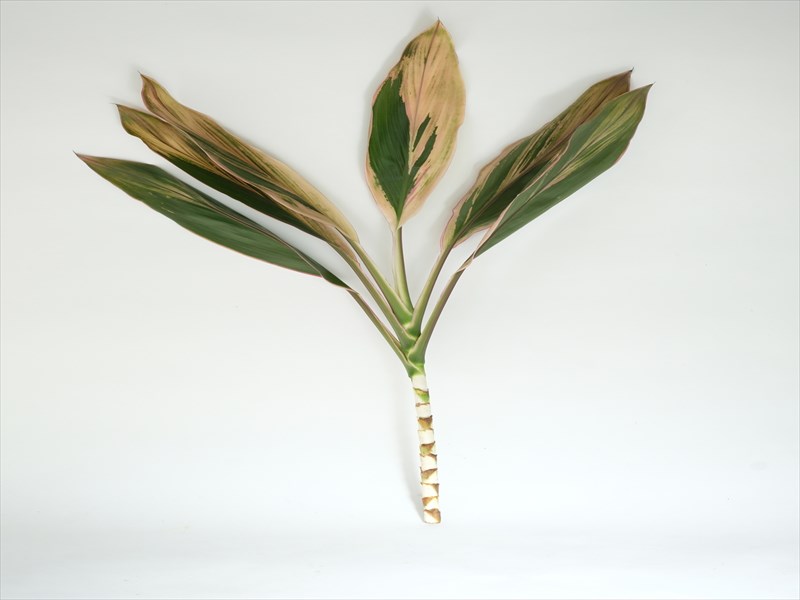 コルジリネ　ターミナリス