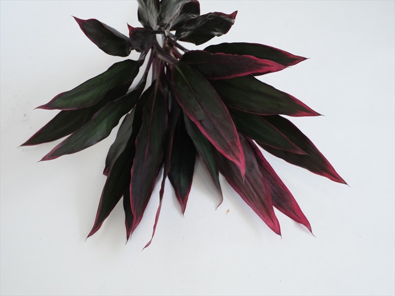 コルジリネ　ターミナリス