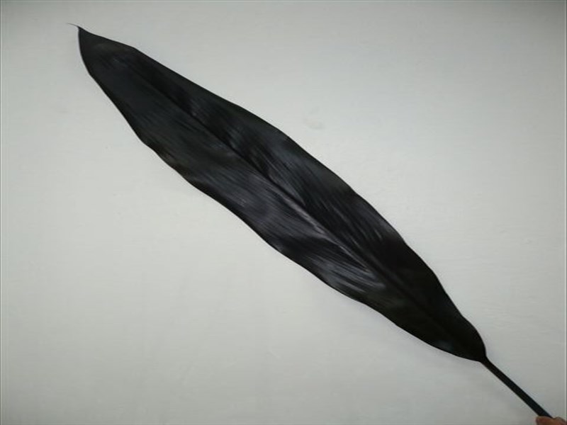 コルジリネ“ブラックタイ”