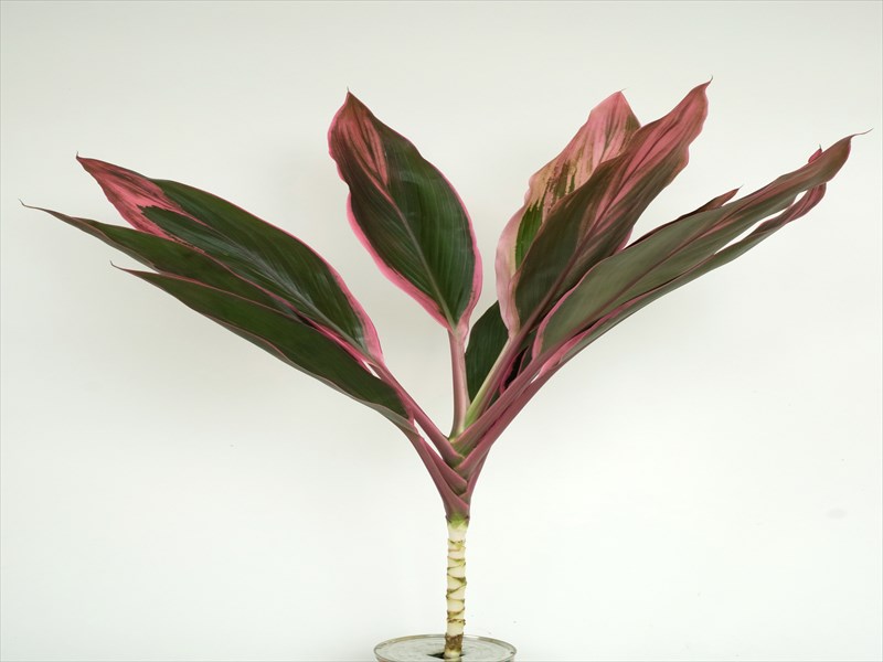 コルジリネ　ターミナリス