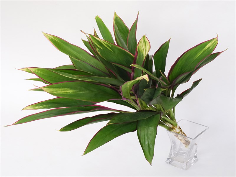 コルジリネ”レモンレッドエッジ”