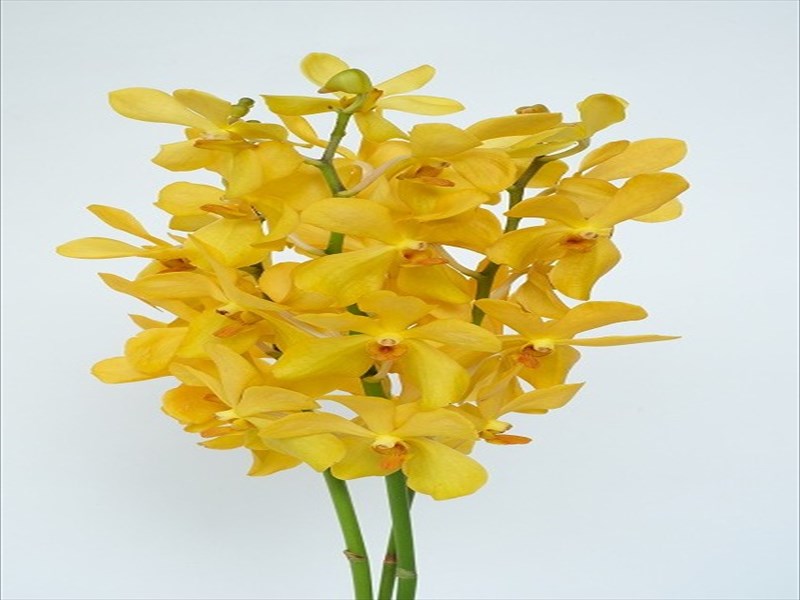 モカラ“シティーイエロー”