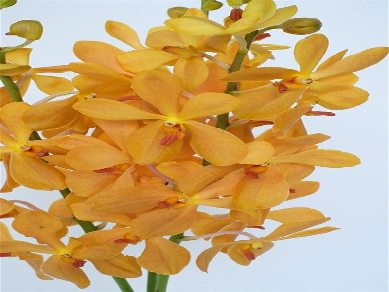 モカラ“ニューオレンジ”