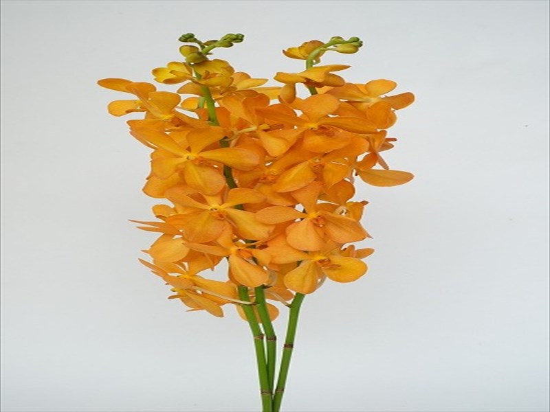 モカラ“ブリティッシュオレンジ”