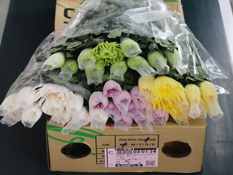 キク“アナスタシア”