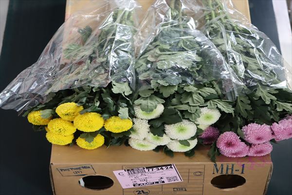 キク（ポンポン咲）