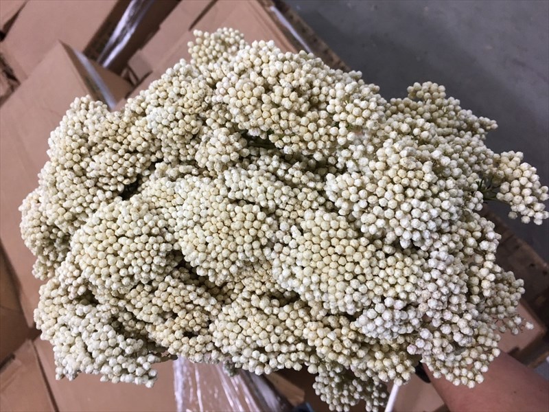 ライスフラワー