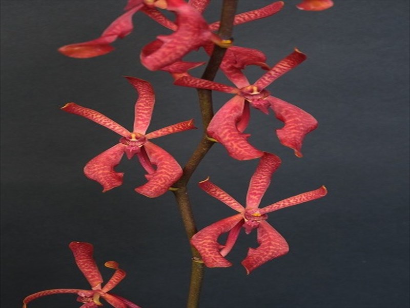 アランセラ　アンブラック