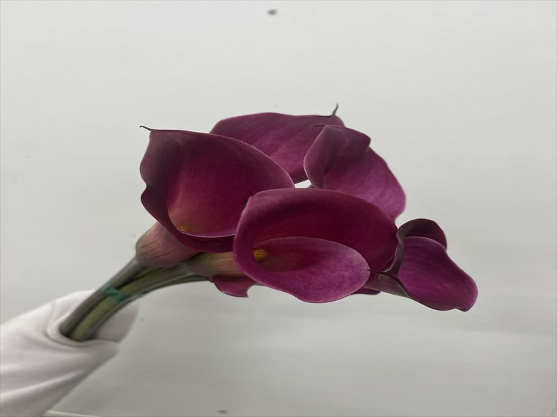 カラー（ピンク）