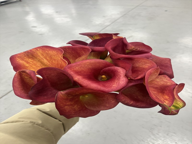 カラー（ピンク）