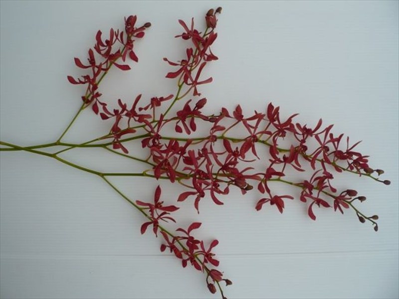 アランセラ　ジェームスストーリー