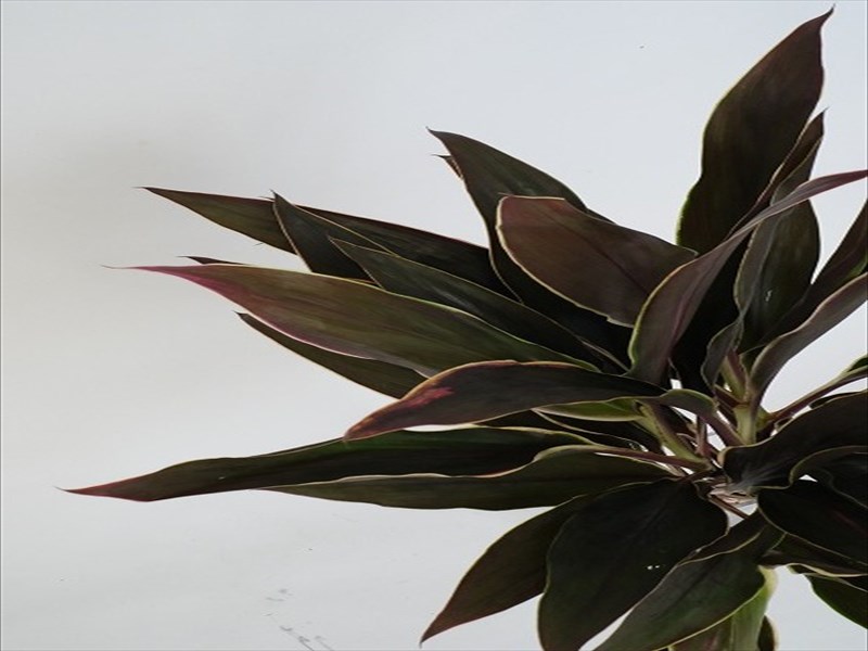 コルジリネ”カプチーノ”