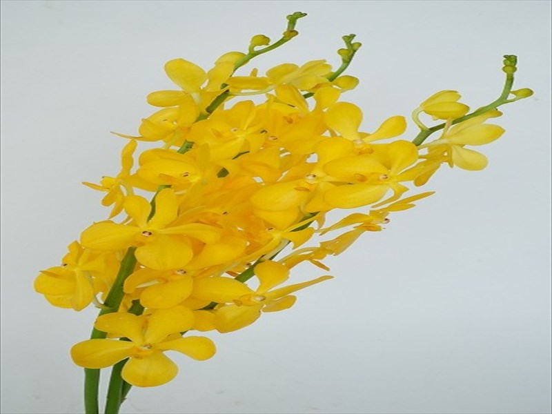 モカラ“カパヤゴールド”