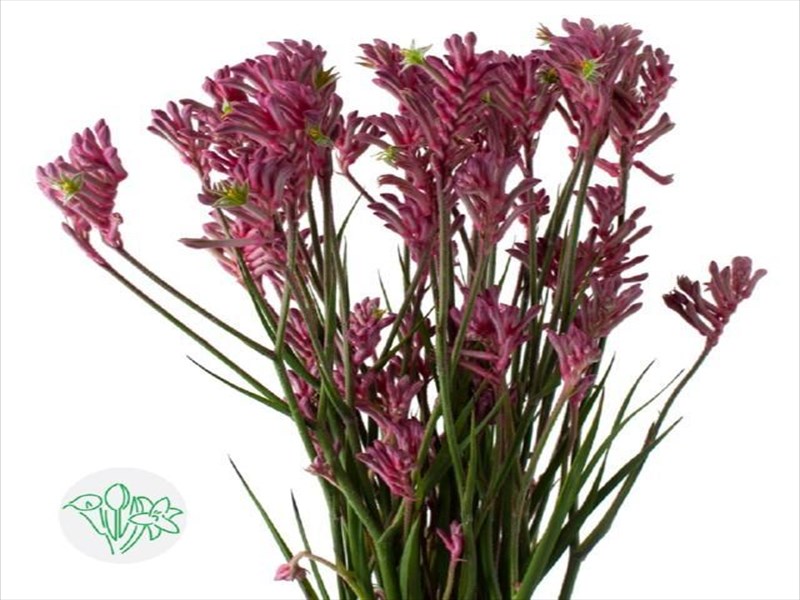 カンガルーポー“ミニパール”