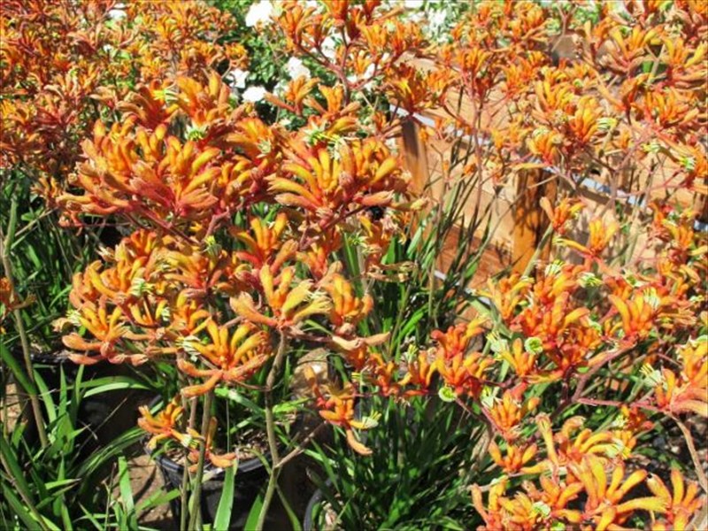 カンガルーポー（橙）