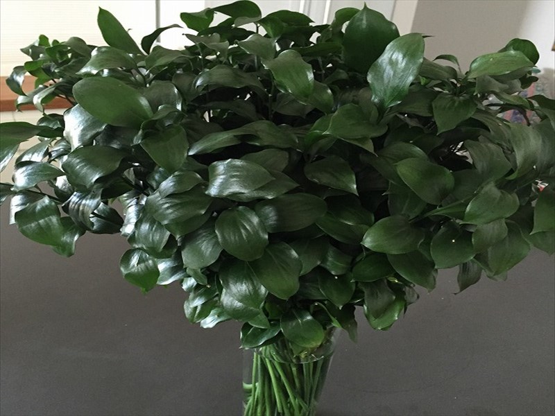 ルスカス“スパイダー”