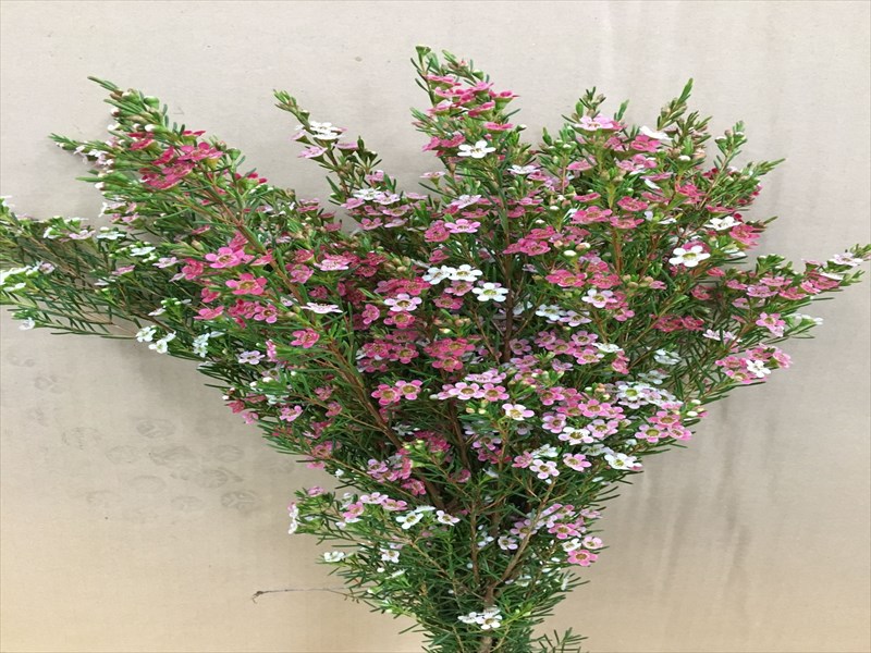 ワックスフラワー“マイスイートシックステ