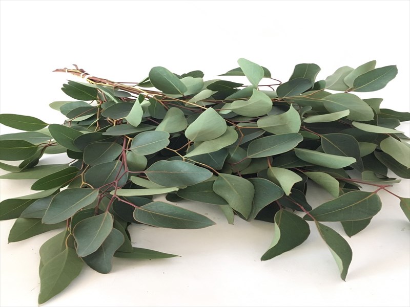 ユーカリ　ポプルネア