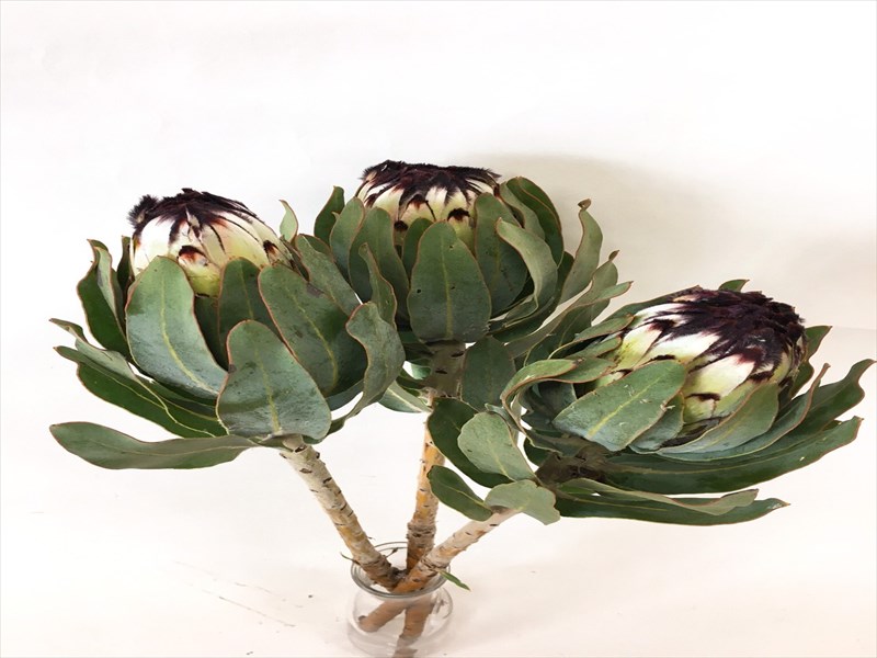 プロテア“ニオベ”