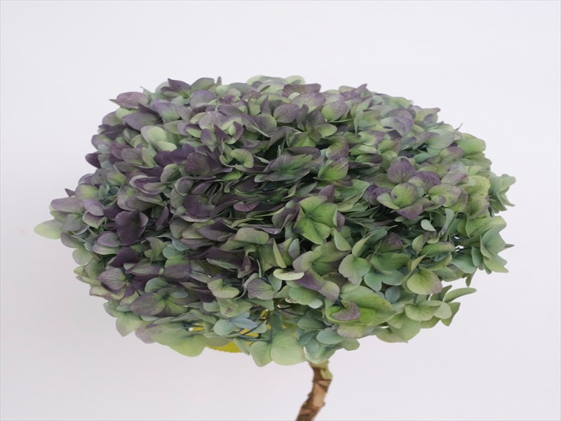 あじさい（秋色）