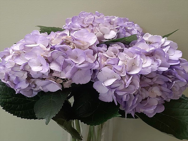 アジサイ（染）