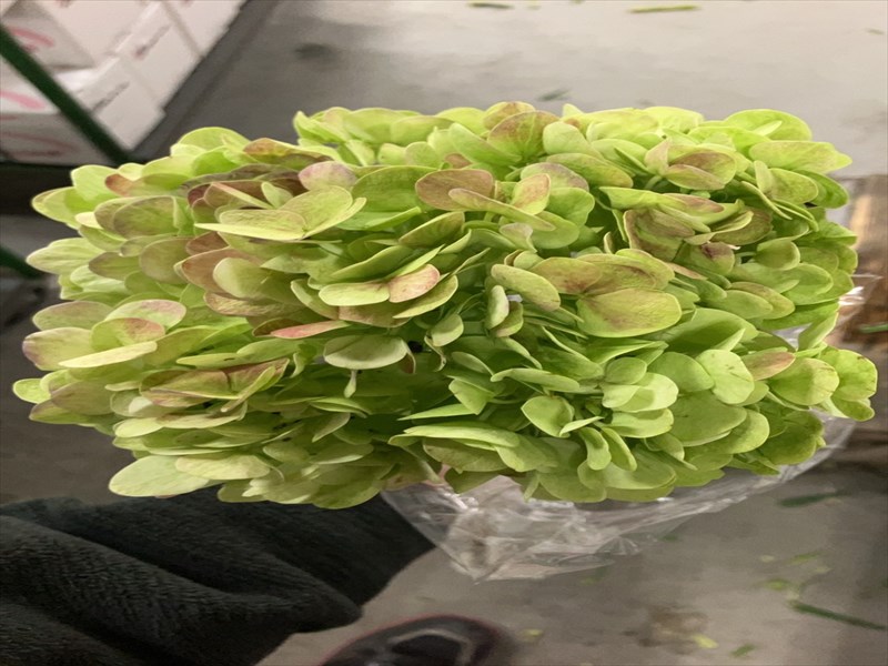 あじさい（秋色）