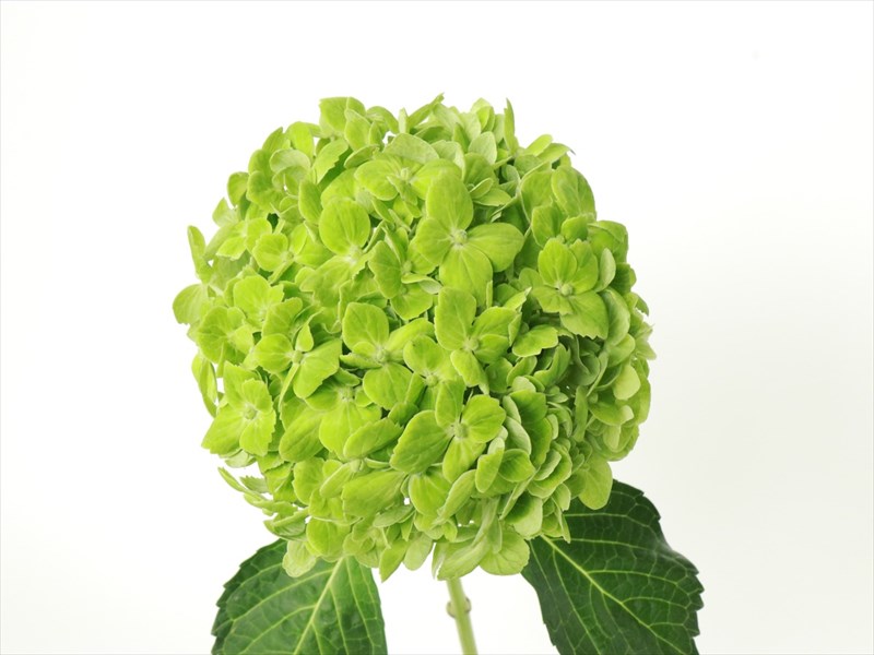 ハイドランジア“エメラルド”