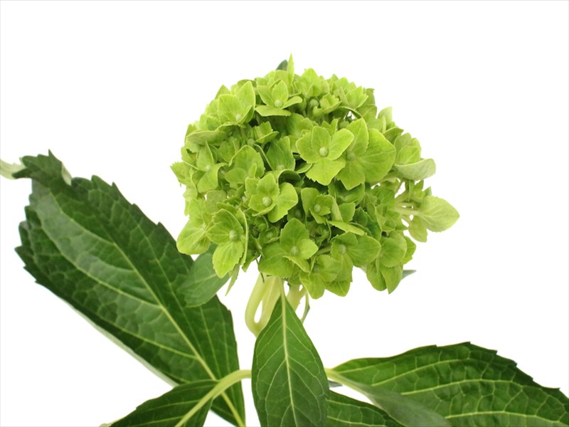 ハイドランジア“エメラルド”