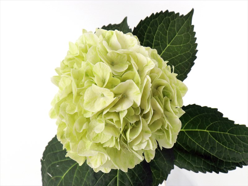 あじさい（緑）