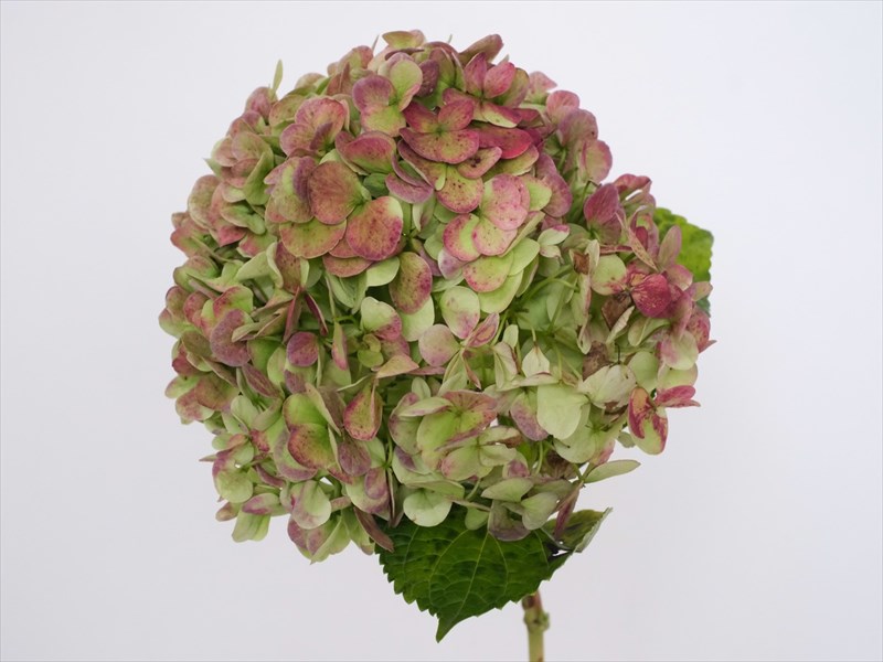 あじさい（秋色）