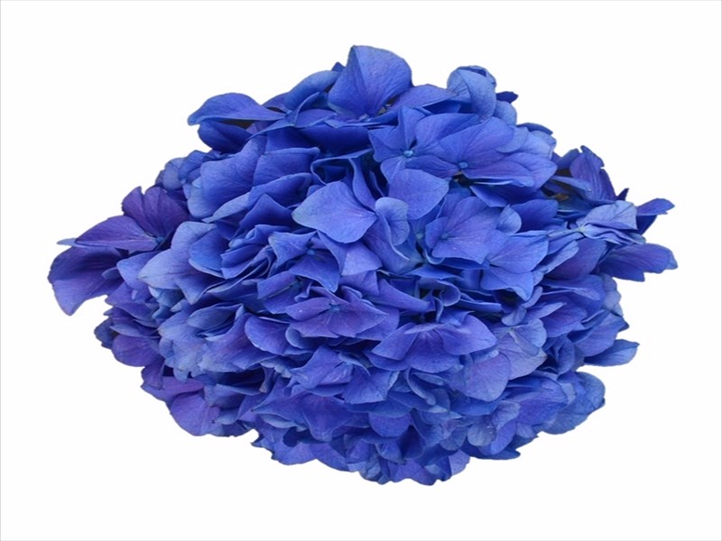 あじさい（青）