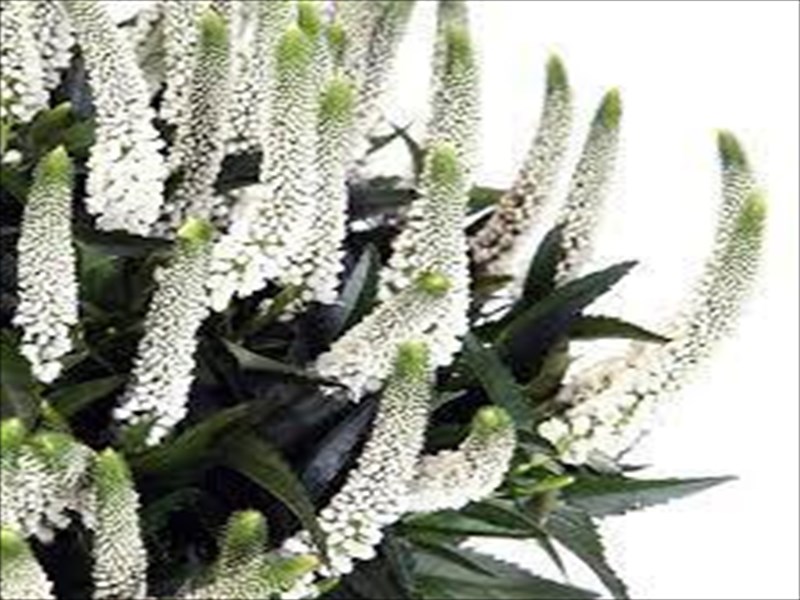 ベロニカ（白）