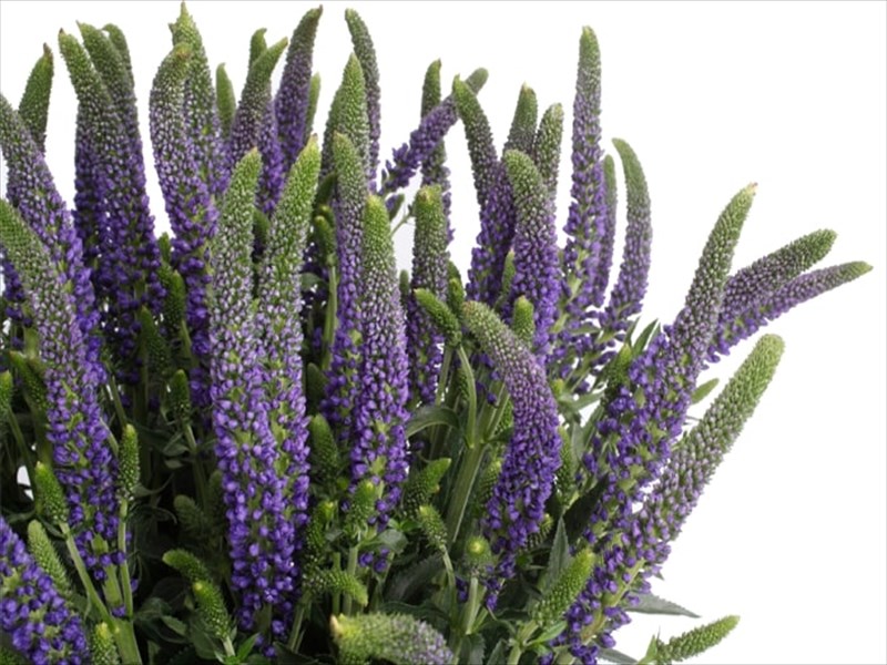 ベロニカ（青）