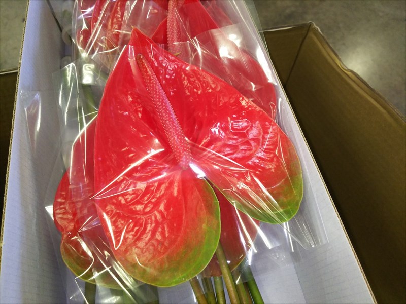 アンスリウム“スパイス”