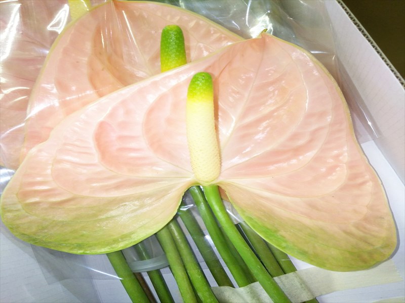 アンスリウム“チアース”