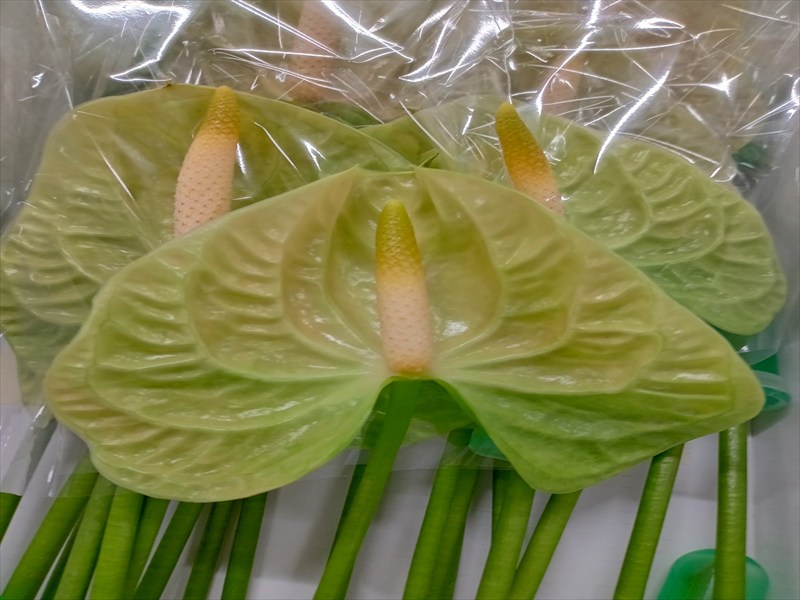 アンスリウム“バニラ”