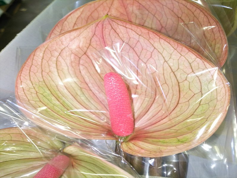 アンスリウム“ペルッツィ”