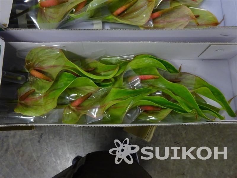 アンスリウム“マキシマベルデ”