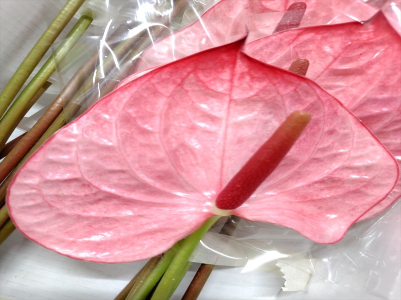 アンスリウム“ラムール”