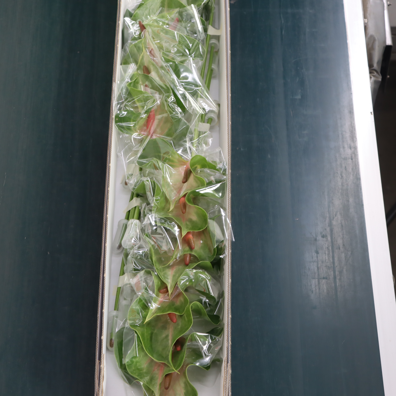 アンスリウム“ララ”